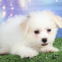 Shichon Puppy Bichon Frise x ShiCHON Shih Tzu and Bichon cross-0