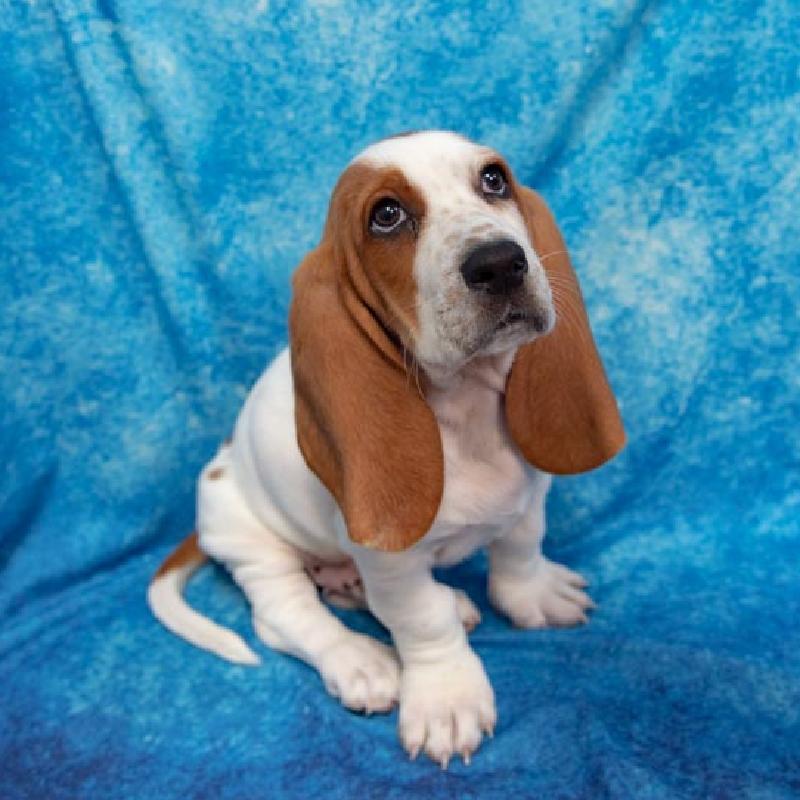 Cute Basset Hound puppies for sale or Adoption [DOG] Metro Manila Philippines