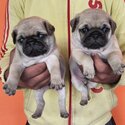 Healthy Pug Puppies-0