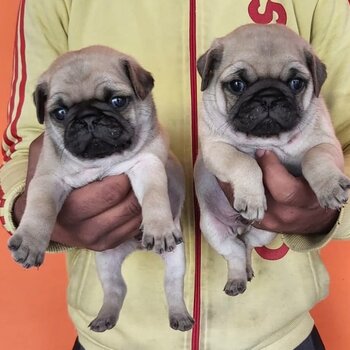 Healthy Pug Puppies