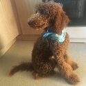 Forever Home for Fabulous Poodle-1