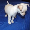 CHIHUAHUA PUPPY LOOKING FOR SWEET FAMILY HOME-2