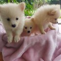 Pomeranian Puppy -3