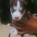 Siberian Husky Puppies-0