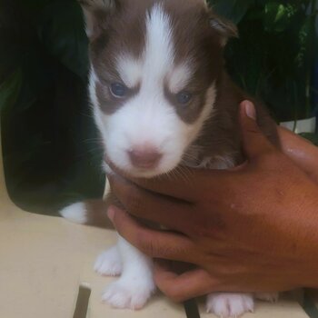 Siberian Husky Puppies