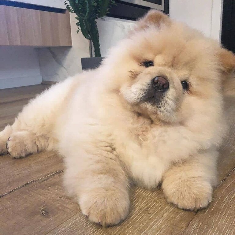 Chow Chow for sale