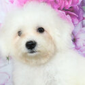 Bichon Frise Puppy &quot;RUSh&quot;-4