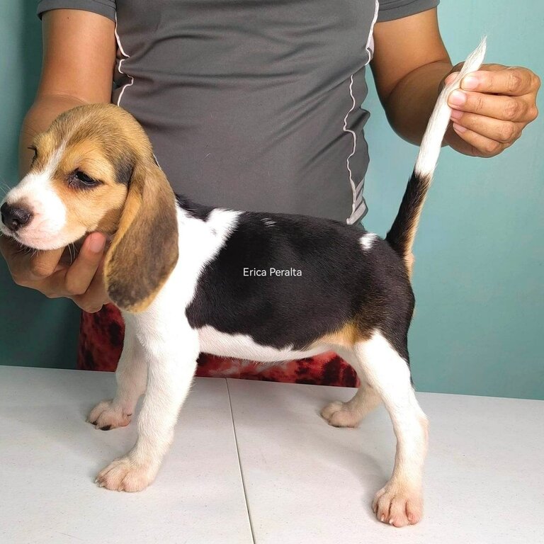 Beagle for Sale