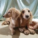 Mini Dachshund English Cream Long Hair Puppies Dogs for sale-0