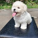 BEAUTIFUL BICHON FRISE MALE &amp; FEMALE -1