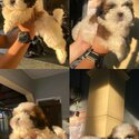 All Male Shih Tzu Liver line Tri-color-2