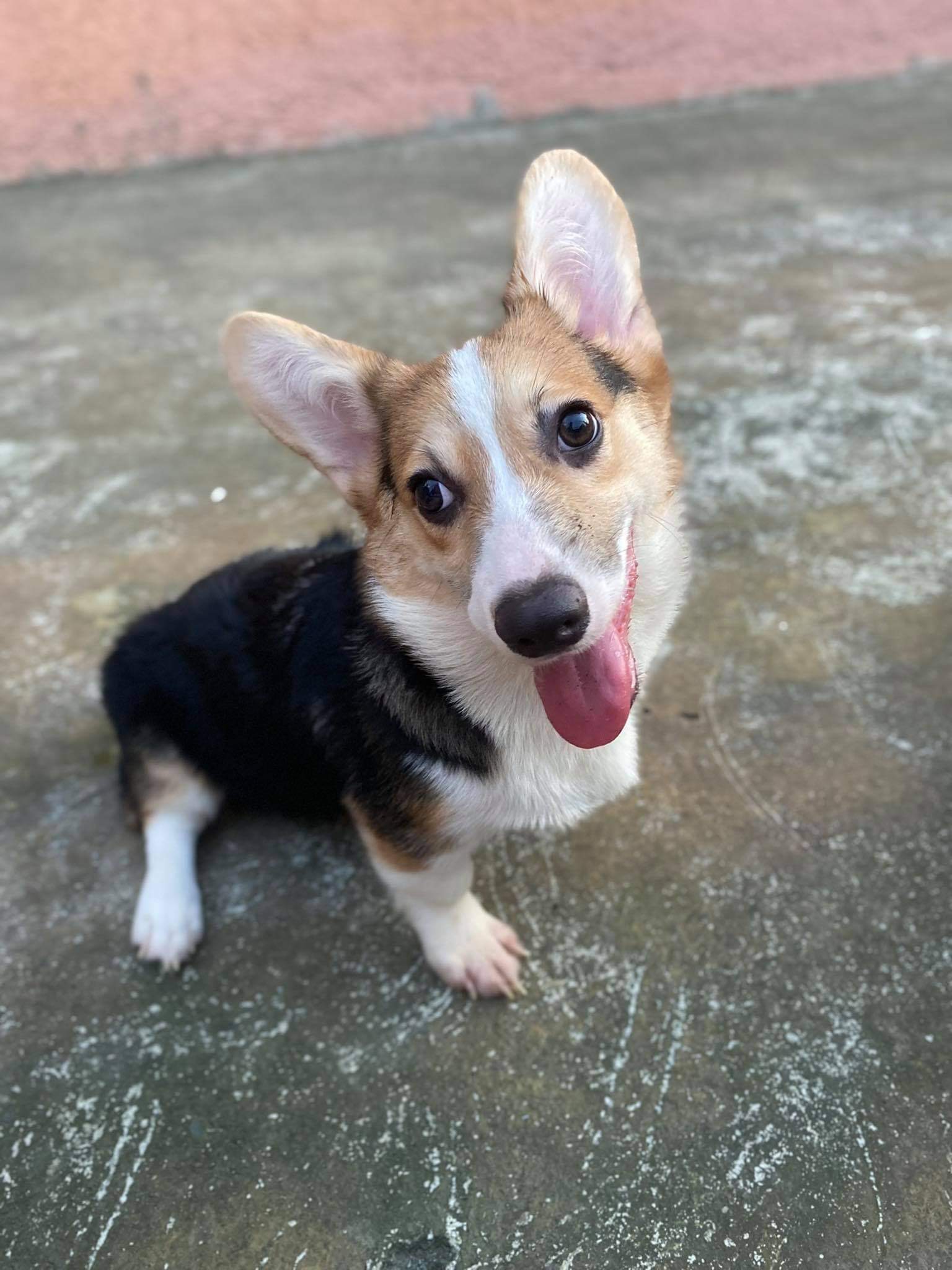 Corgi 