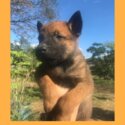 BELGIAN MALINOIS PUPPIES FOR REHOMING -3