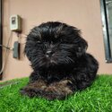 Shih Tzu for sale-2