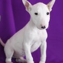 Healthy Male and Female Bull terrier puppies-0