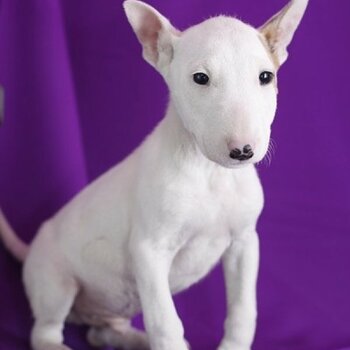 Healthy Male and Female Bull terrier puppies