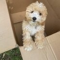 Beautiful Cavoodle puppies for sale-2