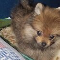 POM puppy 4 SALE-0