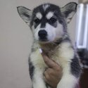 Siberian Husky-1