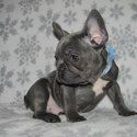 French Bulldog for Sale in Philippines-0