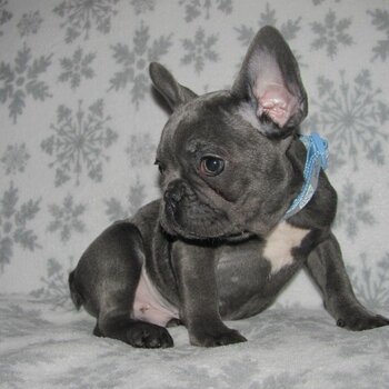 French Bulldog for Sale in Philippines