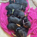 Doberman Pinscher Puppies-1