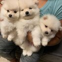 Two Awesome T-Cup Pomeranian Puppies-2