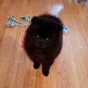 Good Looking Pomeranian Puppies-1