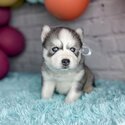 Blue eyes Siberian husky puppies for sale-1