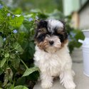 Yorkshire Terrier - Yorkie puppy-4