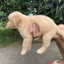 Golden Retriever Puppies-5