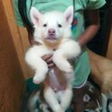 siberian husky puppies-5