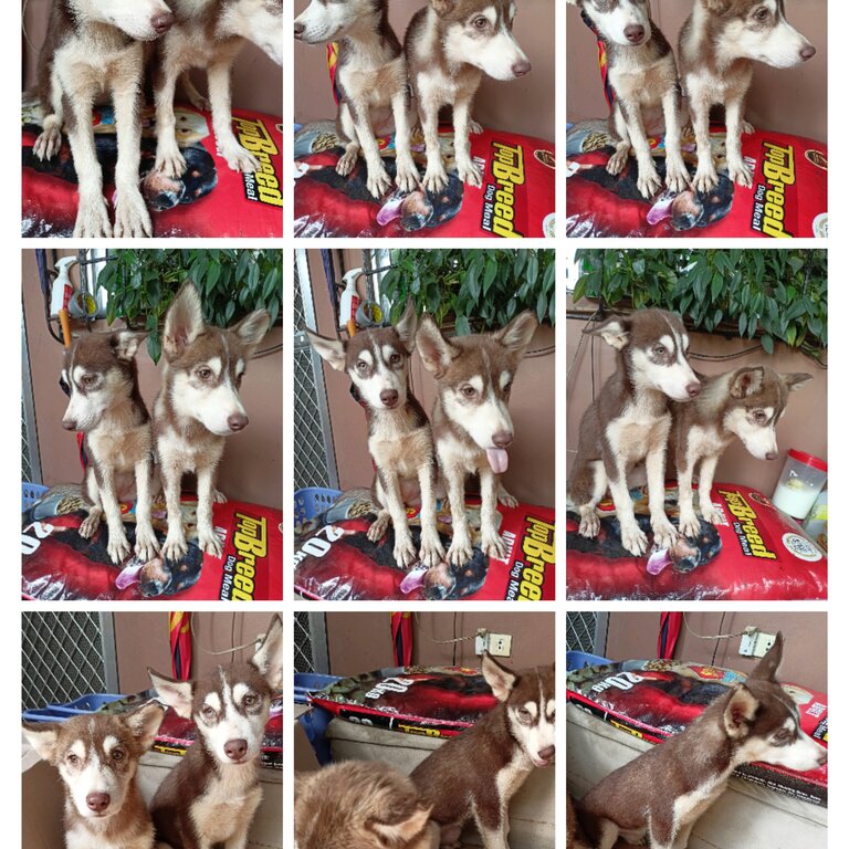 Siberian Husky for sale