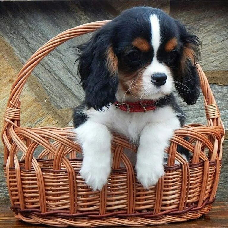 Cavalier King Charles Spaniel