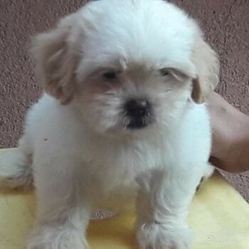 Shih Tzu X Toy Poodle