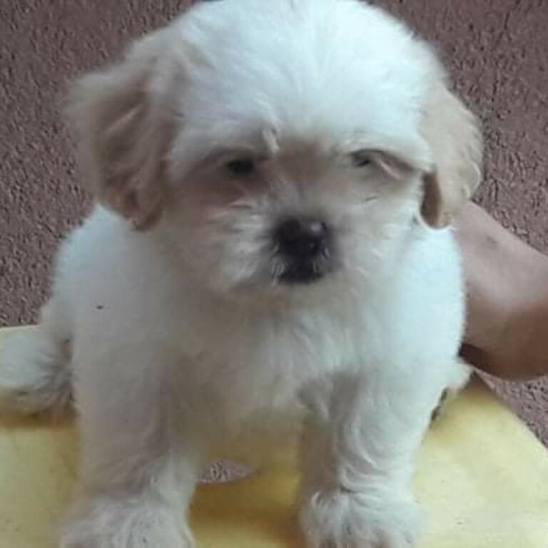 Shih Tzu X Toy Poodle