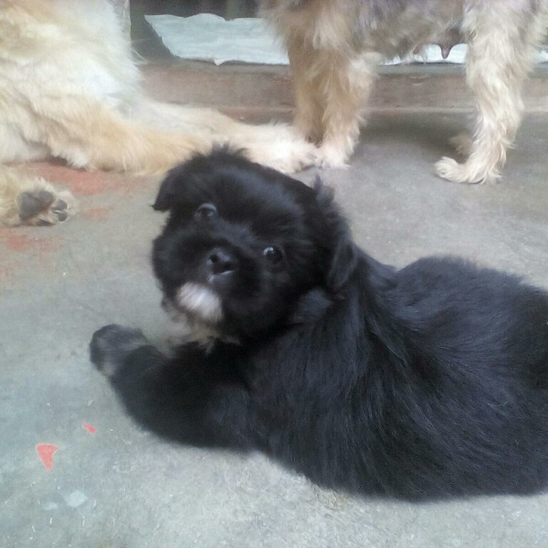 Mixed Male Doxiepoo Puppy