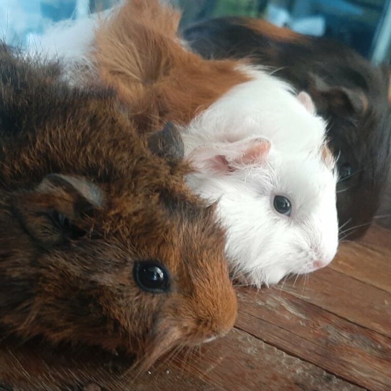 Abyssinians and Local American