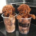 Toy poodle Puppies-0