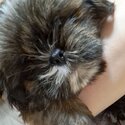 Shihtzu puppies sale-3