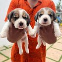 Beagle Puppies-0