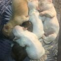 Shih Tzu Puppies-0