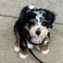 BERNEDOODLE PUPPIES -1