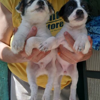 Labrador mixed breed puppy 001