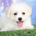 Shichon Puppy Bichon Frise x ShiCHON Shih Tzu and Bichon cross-1