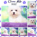 Bichon Frise Champ Line Male-3