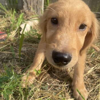 GOLDEN RETRIEVER PUPPIES