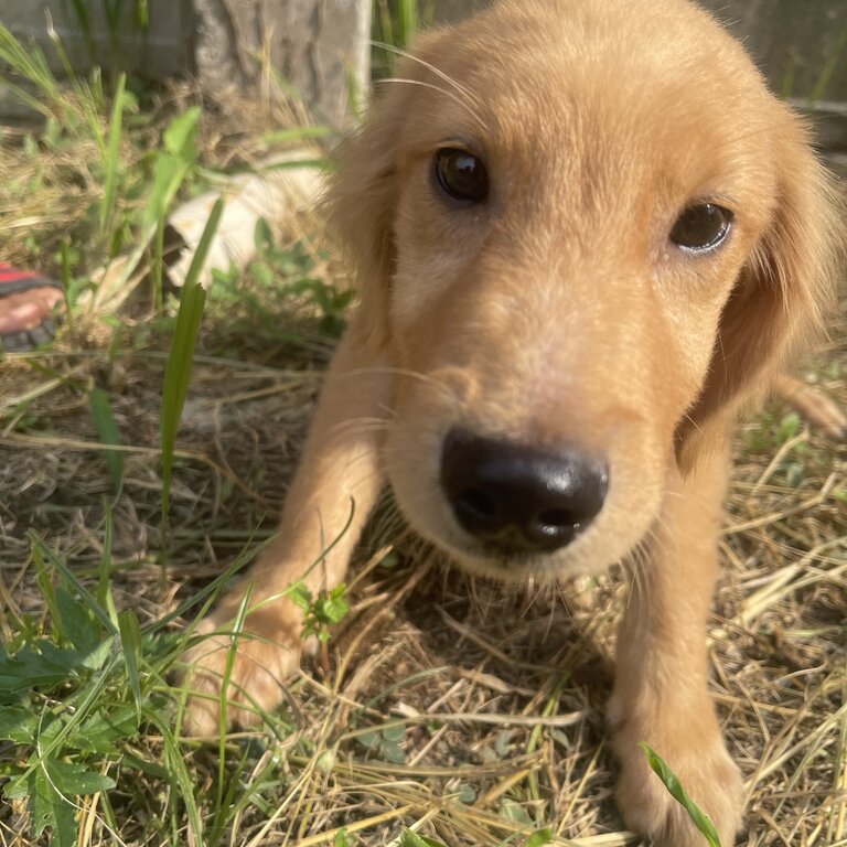 GOLDEN RETRIEVER PUPPIES