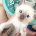 Pure Baby Siamese kittens-1