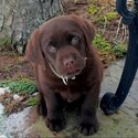 Labrador Retriever puppy ready for new owner -2